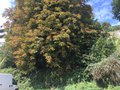 vignette Jardin Extraordinaire de Brest 2018 - 09 - Aesculus hippocastanum - Marronnier d'Inde