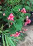 vignette Begonia  tuberosa - Bgonia tubreux  fleur de Camelia