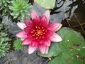 vignette Nypmphaea 'Attraction'  - Nympha - Nnuphar rose fonc