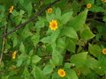 vignette Melampodium paludosum
