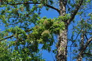 vignette Plagianthus regius / Malvaceae / Nouvelle-Zlande