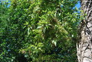 vignette Plagianthus regius / Malvaceae / Nouvelle-Zélande