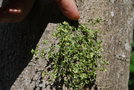 vignette Plagianthus regius / Malvaceae / Nouvelle-Zélande