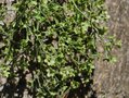 vignette Plagianthus regius / Malvaceae / Nouvelle-Zlande