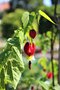 vignette Abutilon megapotamicum 'Big Bell'