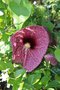 vignette Aristolochia grandiflora