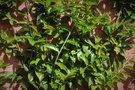 vignette Rubus acuminatus