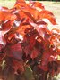 vignette Acalypha wilkesiana rouge
