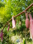 vignette Beschorneria calcicola floraison