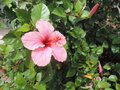 vignette Hibiscus rosa-sinensis