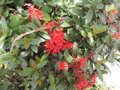 vignette Ixora