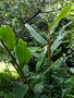 vignette Hedychium maximum Ex Kunming , Yunnan