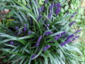 vignette Liriope muscari