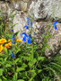 vignette Salvia patens ,  sauge bleue patens
