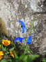 vignette Salvia patens , sauge bleue patens