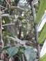 vignette Astrocarium vulgare