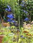 vignette Salvia guaranitica 'Black and Blue' ,