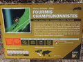 vignette Fourmis champignonistes