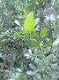 vignette Schinus terebinthifolia