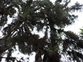 vignette Pinus caribaea ?