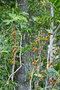 vignette Hedycarya parvifolia
