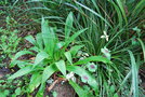 vignette Beschorneria septentrionalis & Fascicularia bicolor ssp. canaliculata