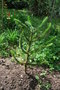 vignette Araucaria araucana / Araucariaceae / Chili