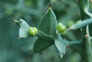 vignette Colletia cruciata / Rhamnaceae / Uruguay, sud Brsil