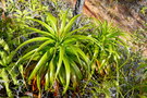 vignette Dracophyllum verticillatum