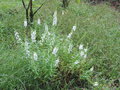 vignette Angelonia angustifolia