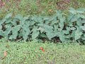 vignette Colocasia esculenta