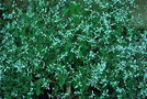 vignette Euphorbia hypericifolia 'Diamond Frost'