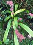 vignette Carex scaposa - Lache de Chine