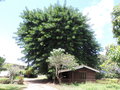 vignette Ficus macrophylla ?