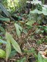 vignette Urospatha sagittifolia