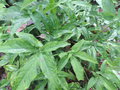 vignette Syngonium podophyllum