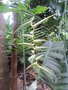 vignette Heliconia chartacea meeanea 'Surinam Gold'