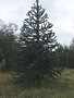 vignette Araucaria araucana