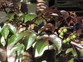 vignette Jatropha gossypiifolia