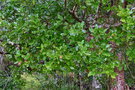 vignette Syzygium neoeugenioides