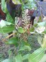 vignette Nepenthes sp (fleurs)