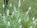 vignette Angelonia angustifolia