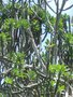 vignette Euphorbia neriifolia
