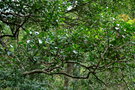 vignette Denhamia fournieri ssp. fournieri