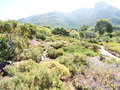 vignette Jardin Botanique de Kirstenbosch