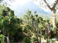 vignette Jardin Botanique de Kirstenbosch