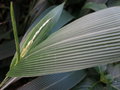 vignette Setaria palmifolia