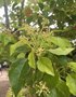 vignette Cinnamomum camphora - Camphrier ou arbre  camphre