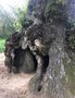 vignette Quercus robur - Chne