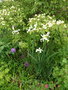 vignette Iris orientalis = Iris spuria ssp. ochroleuca